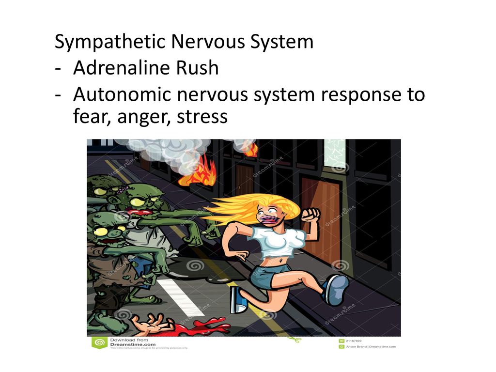 The Autonomic Nervous System - ppt download