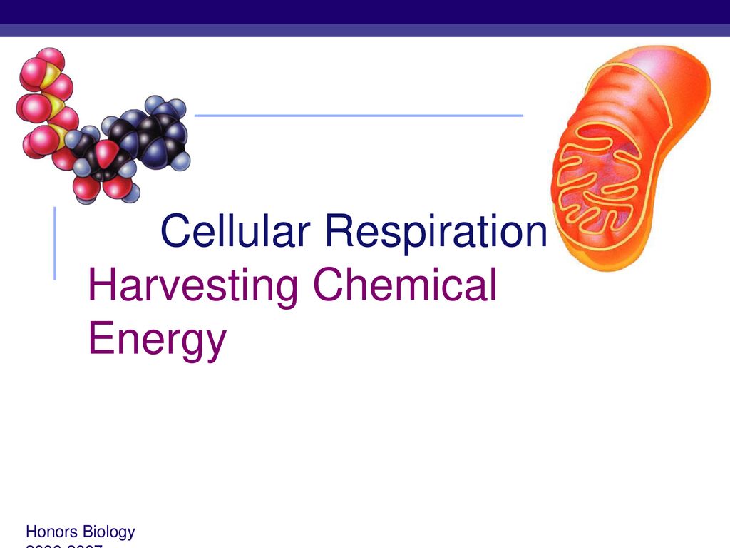 Cellular Respiration Harvesting Chemical Energy - ppt download