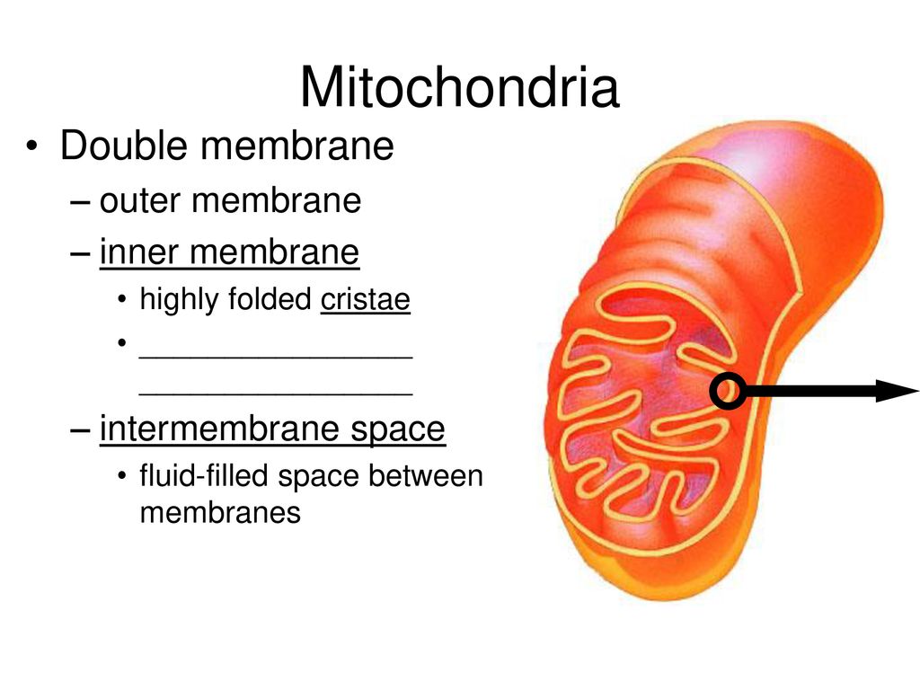 Chapter 9 Cellular Respiration. - ppt download