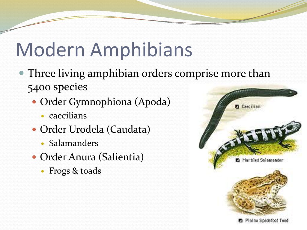 Amphibians. - ppt download
