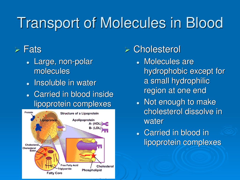 water-is-the-medium-of-life-ppt-download