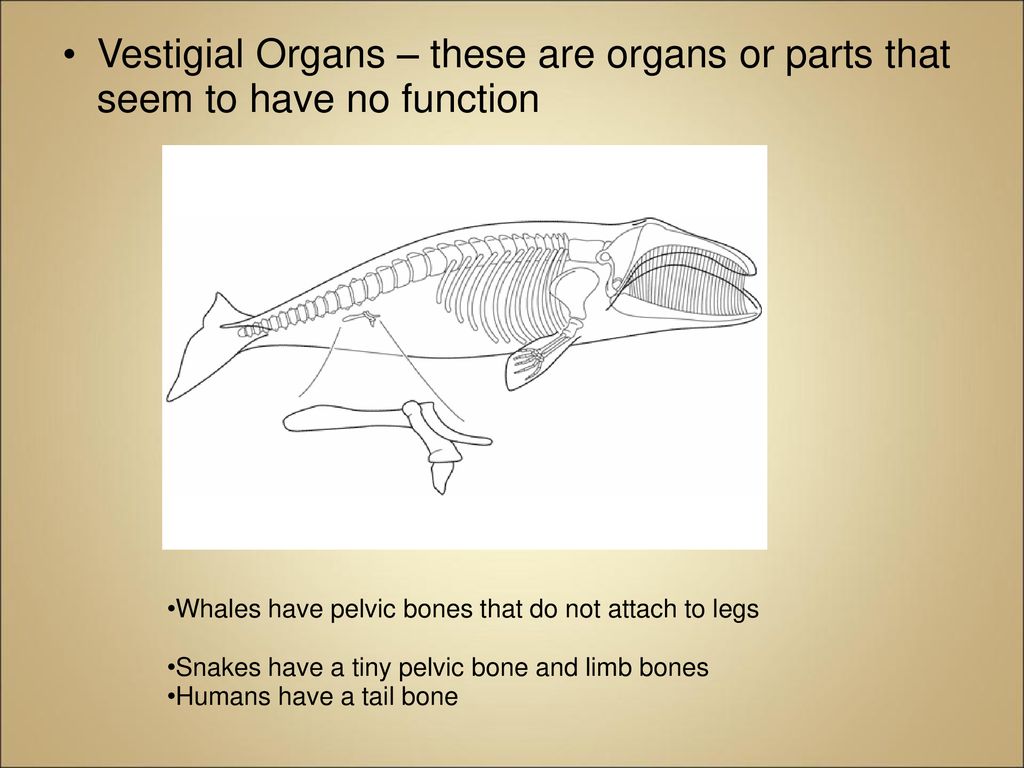"nothing in biology makes sense except in the light of evolution” - ppt