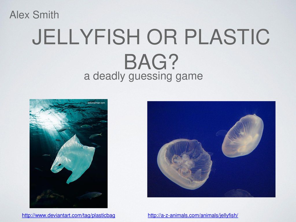 Jellyfish or plastic bag? - ppt download
