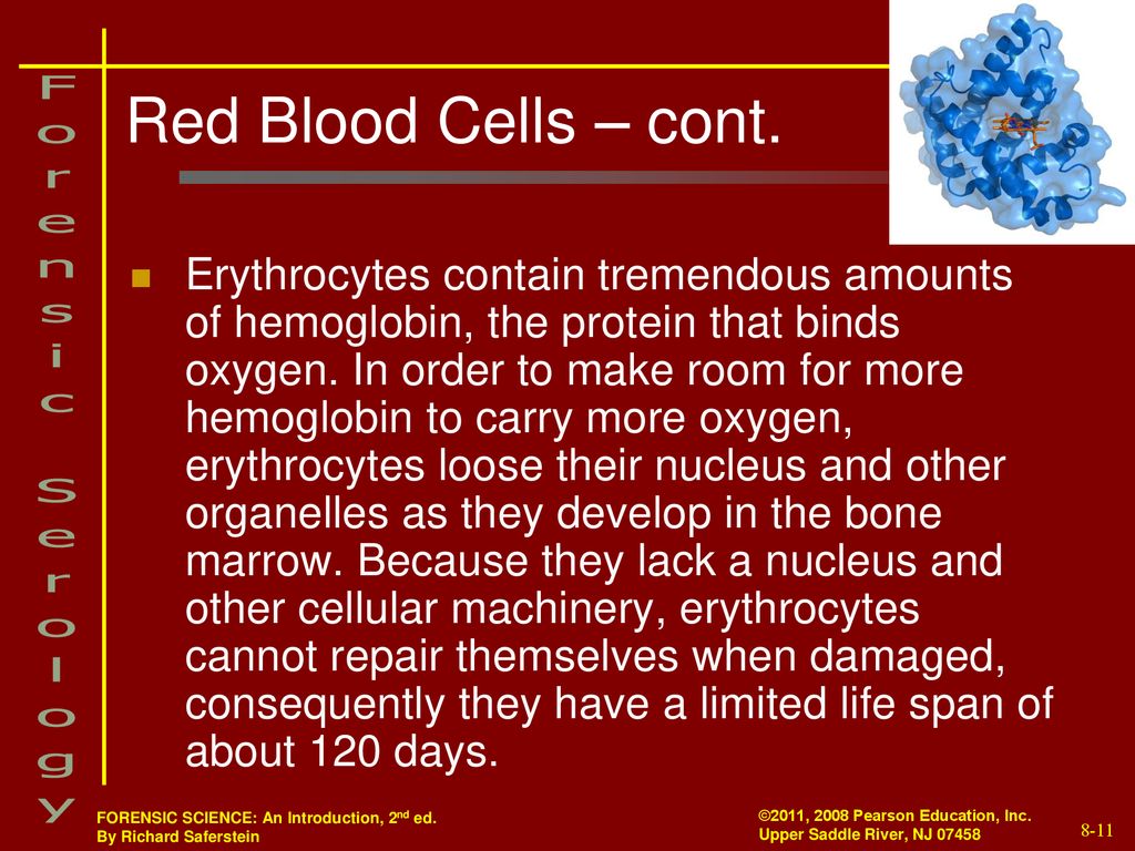 Red Blood Cells – cont.