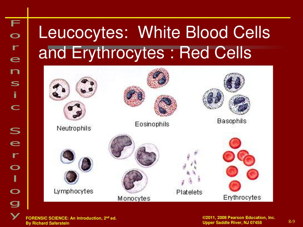 Leucocytes: White Blood Cells and Erythrocytes : Red Cells
