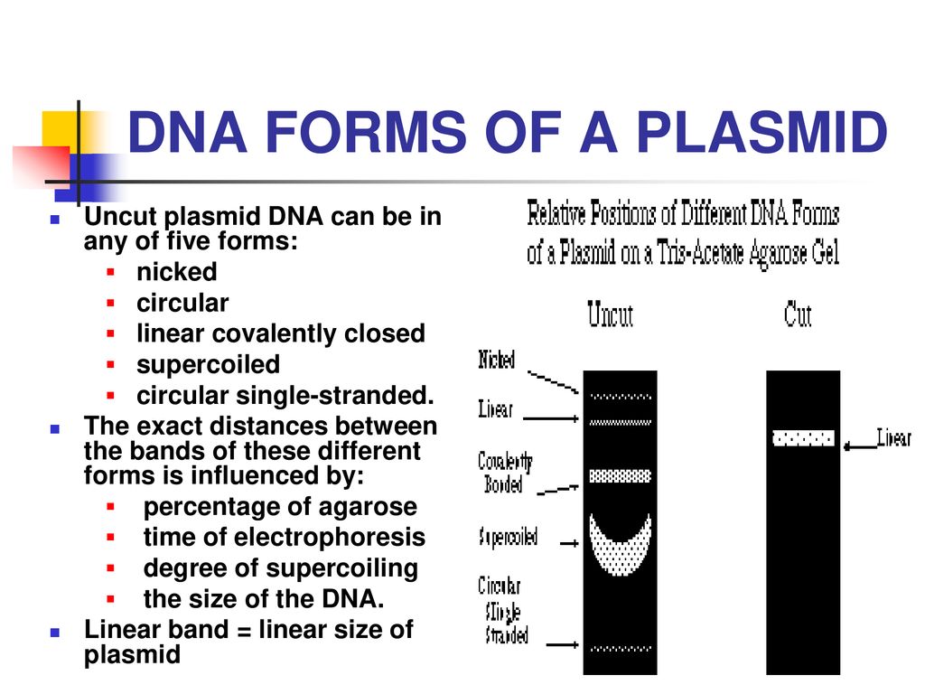 Днк готов. Plasmid DNA. Plasmid Electrophoresis. DNA form. Плазмида электрофорез.