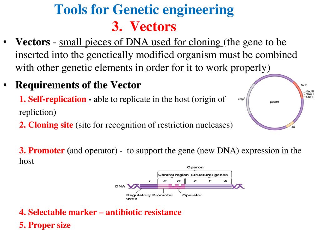 Tools for Genetic engineering 3. Vectors