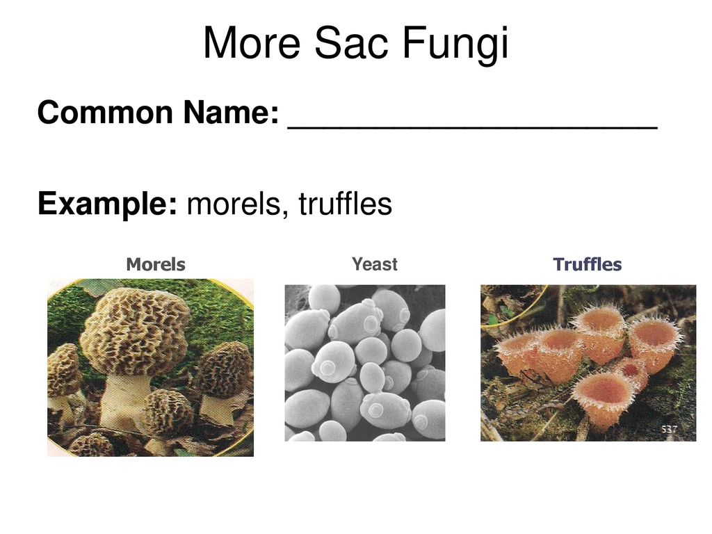 Fungi перевод