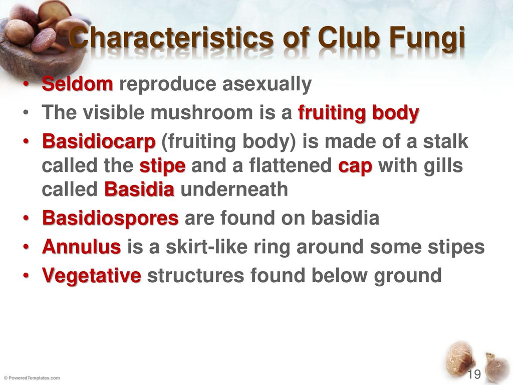 Fungi Ppt Download Fungi Ppt Download
