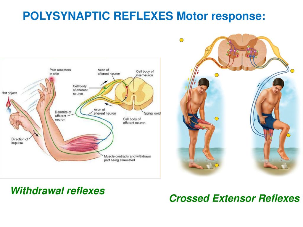 13 The Spinal Cord Spinal Nerves And Spinal Reflexes Ppt Download