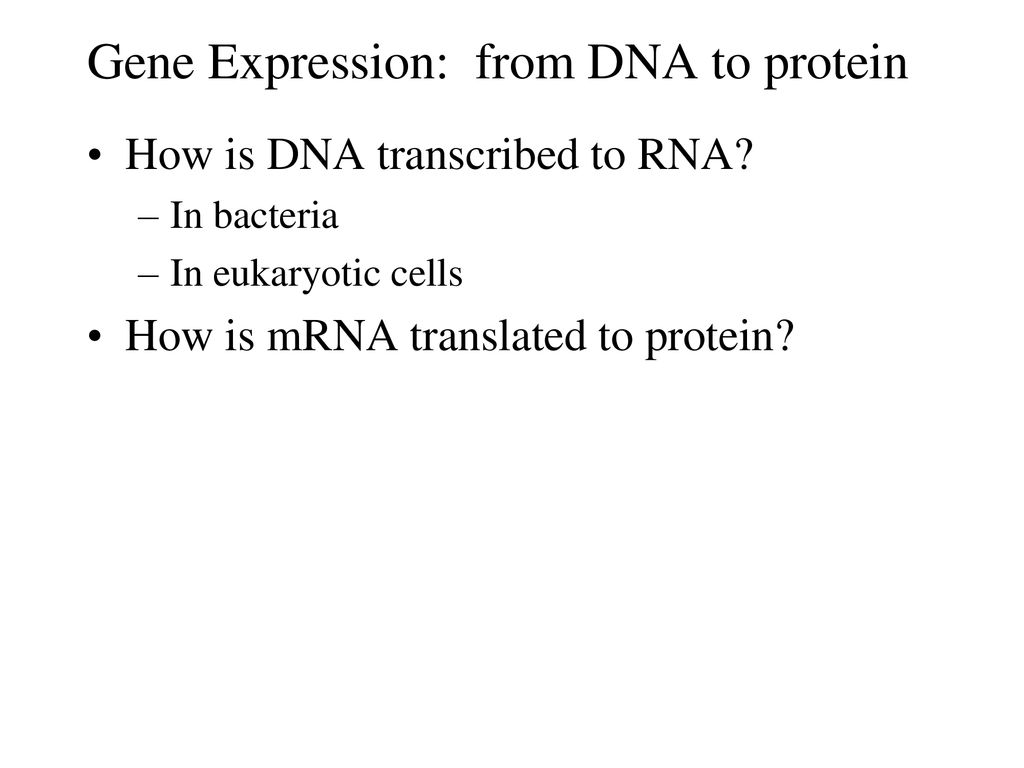 Gene Expression from DNA to protein Biology Diagrams