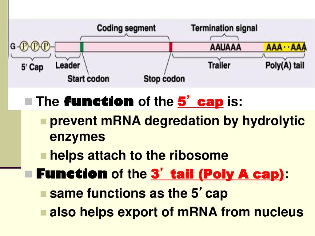 Chapter 5 RNA and Transcription - ppt download