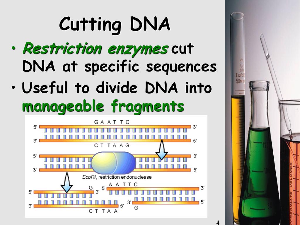 DNA Technology. - Ppt Download