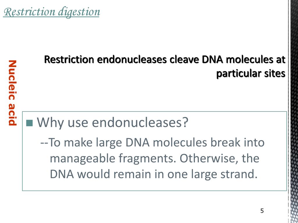 Restriction endonucleases cleave DNA molecules at particular sites