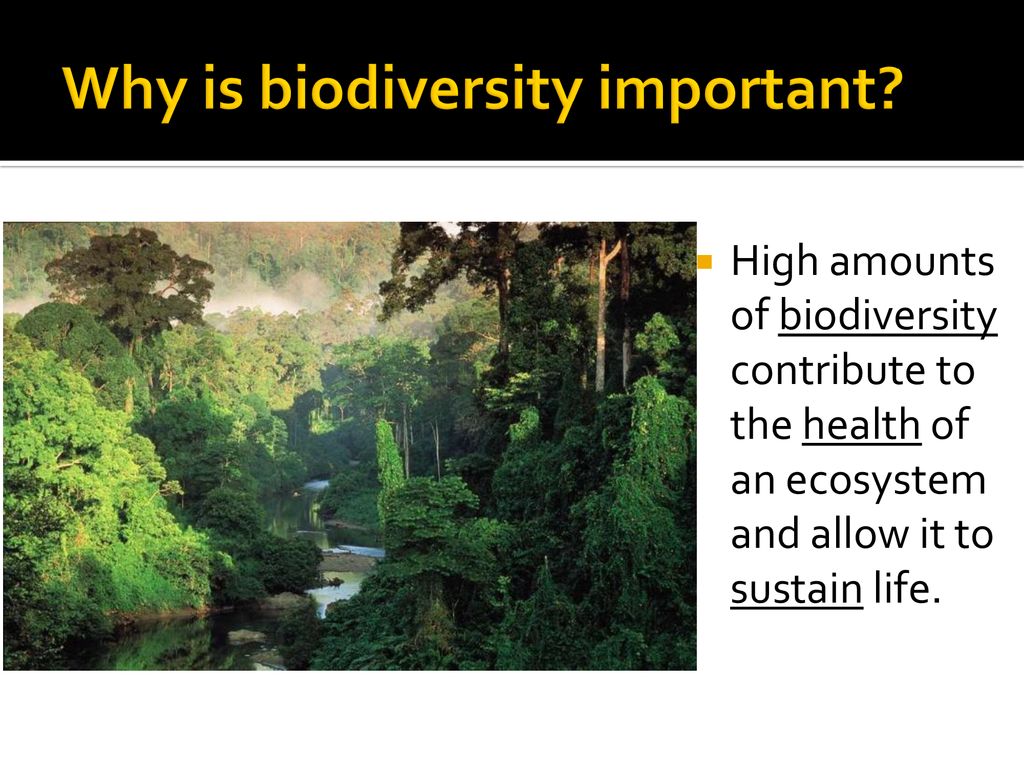 Biodiversity! Why is it so important?? - ppt download