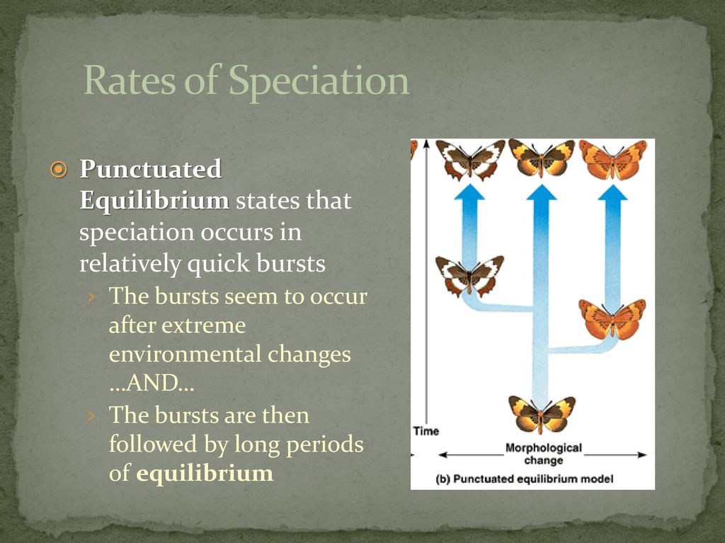 Rates of Speciation Punctuated Equilibrium states that speciation occurs in relatively quick bursts.