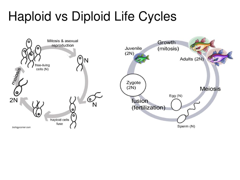 Chapter 10 MEIOSIS Copyright The McGraw Biology Diagrams