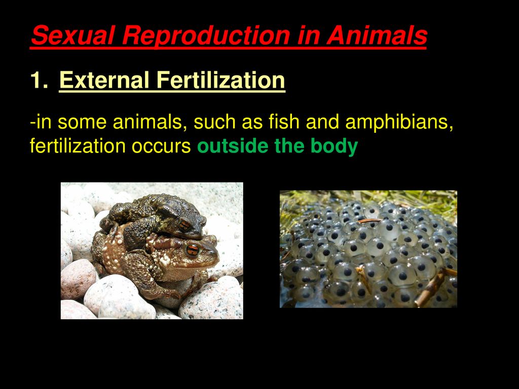 Explain the link between reproduction and heredity. - ppt download