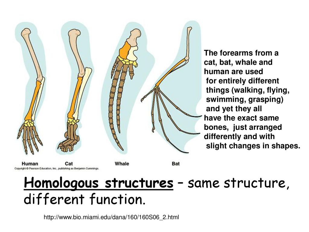 Organisms and change over time.. - ppt download