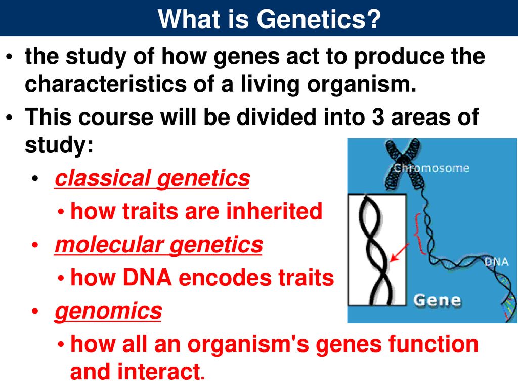 Introduction to Genetics and Biotechnology - ppt download