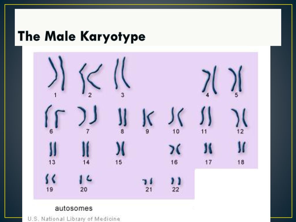 The Male Karyotype
