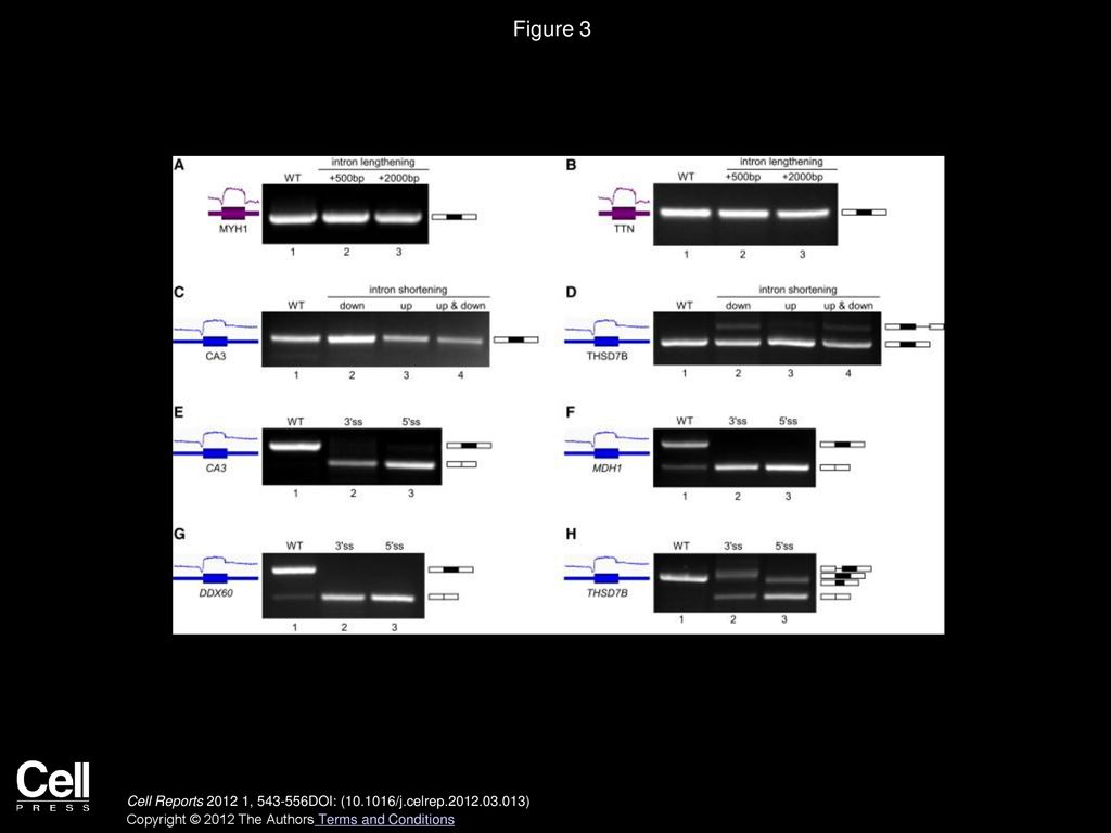 Figure 3 Manipulation of Intron Length and Splice-Site Scores in Minigenes with Exon-Intron Differential GC Content.