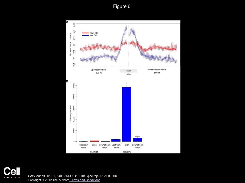 Figure 6 Nucleosome Occupancy Differs According to Exon-Intron GC Content Architecture.
