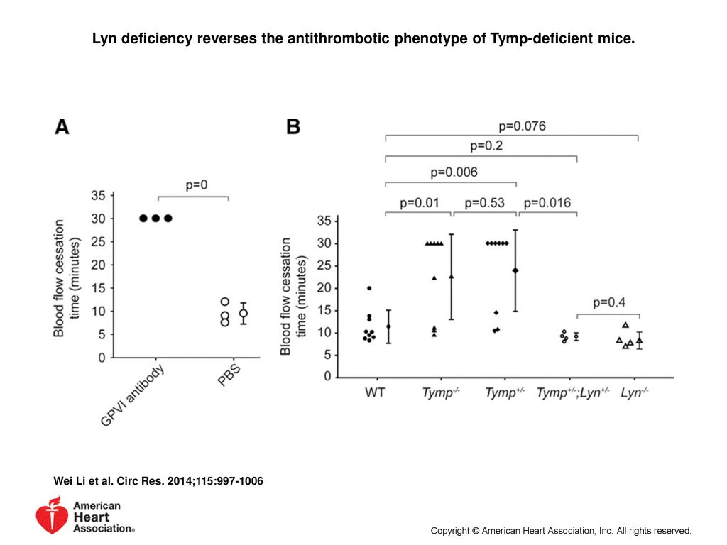 Lyn deficiency reverses the antithrombotic phenotype of Tymp-deficient mice.