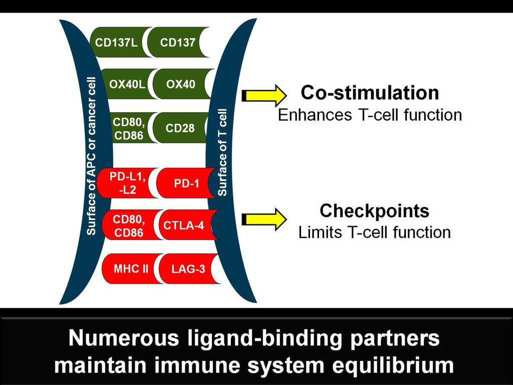 T cells are present in tumors but are not capable of completely eradicating the cancer cells. However, co-stimulatory proteins and immune checkpoint proteins expressed on the surface of T cells are targets that can be exploited therapeutically.[8-10] If agents could be developed that turn on co-stimulatory molecules, T cells could be optimally activated. In contrast, if immune checkpoint proteins could be blocked, the immune response present in tumors would be enhanced. Drugs are being developed that target co-stimulatory or immune checkpoint proteins.