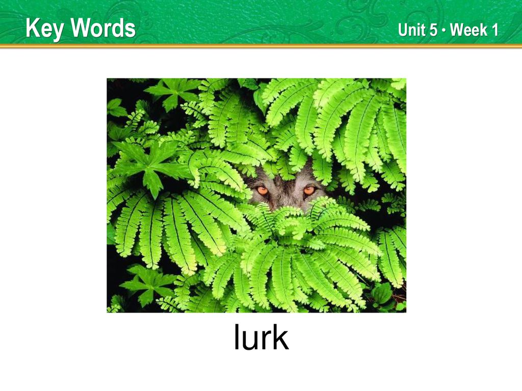 shimmer Key Words Unit 5 Week 1 TEACHER TALK ppt download