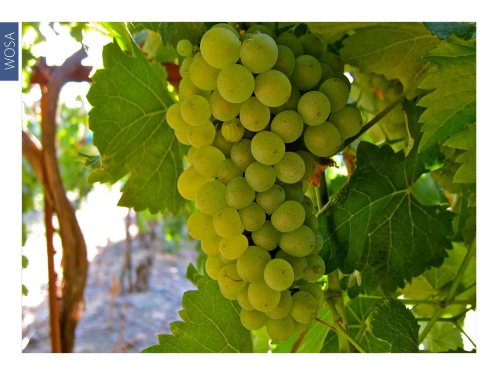 The origin of Chenin Blanc can be traced to France’s Loire Valley - ppt ...