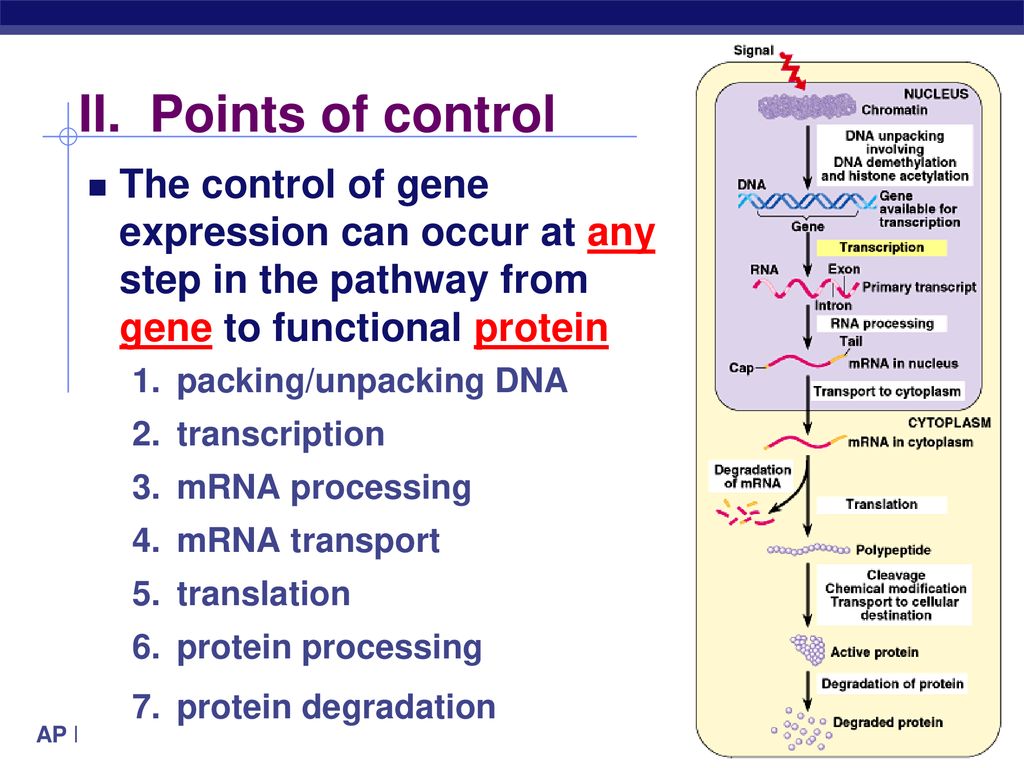 II. Points of control The control of gene expression can occur at any step in the pathway from gene to functional protein.