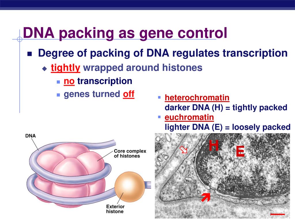 DNA packing as gene control