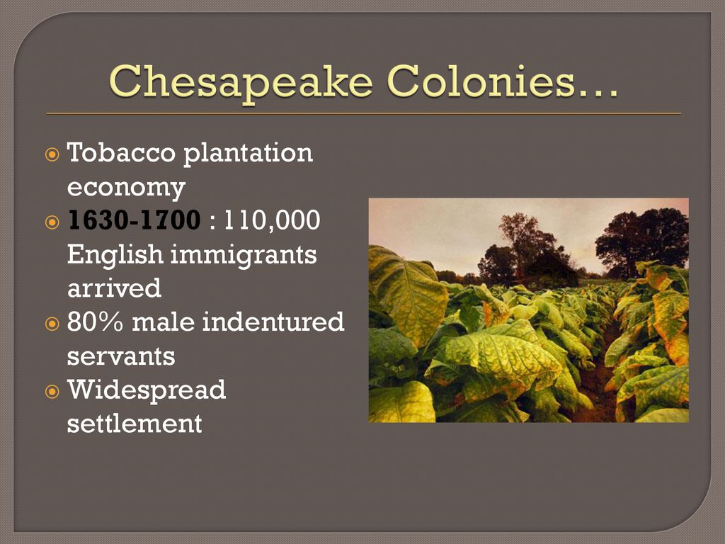 tobacco plantations in the chesapeake region