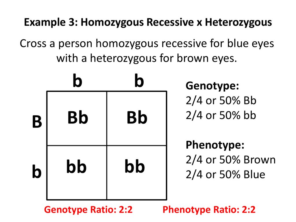 Homozygous And Heterozygous Examples