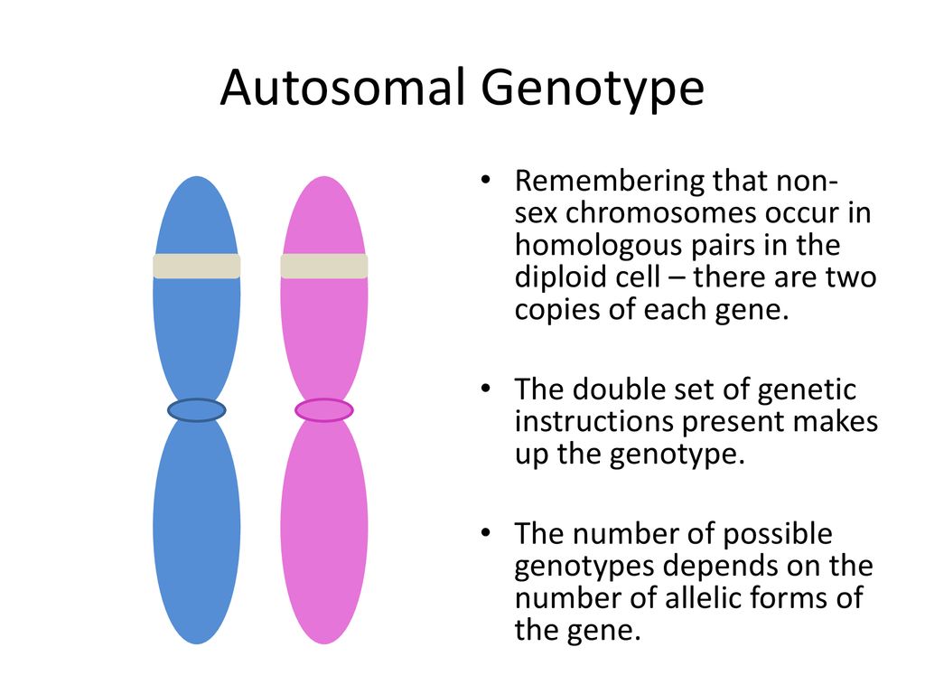 Autosomal Genotype Remembering that non-sex chromosomes occur in homologous pairs in the diploid cell – there are two copies of each gene.