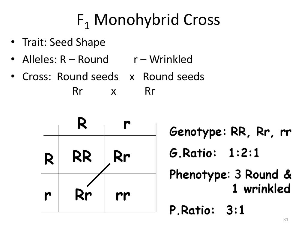 F1 Monohybrid Cross R r RR Rr R r Rr rr Trait: Seed Shape