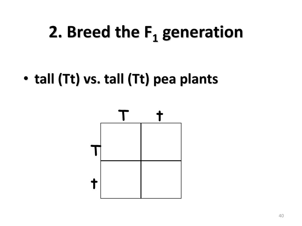 2. Breed the F1 generation tall (Tt) vs. tall (Tt) pea plants T t T t