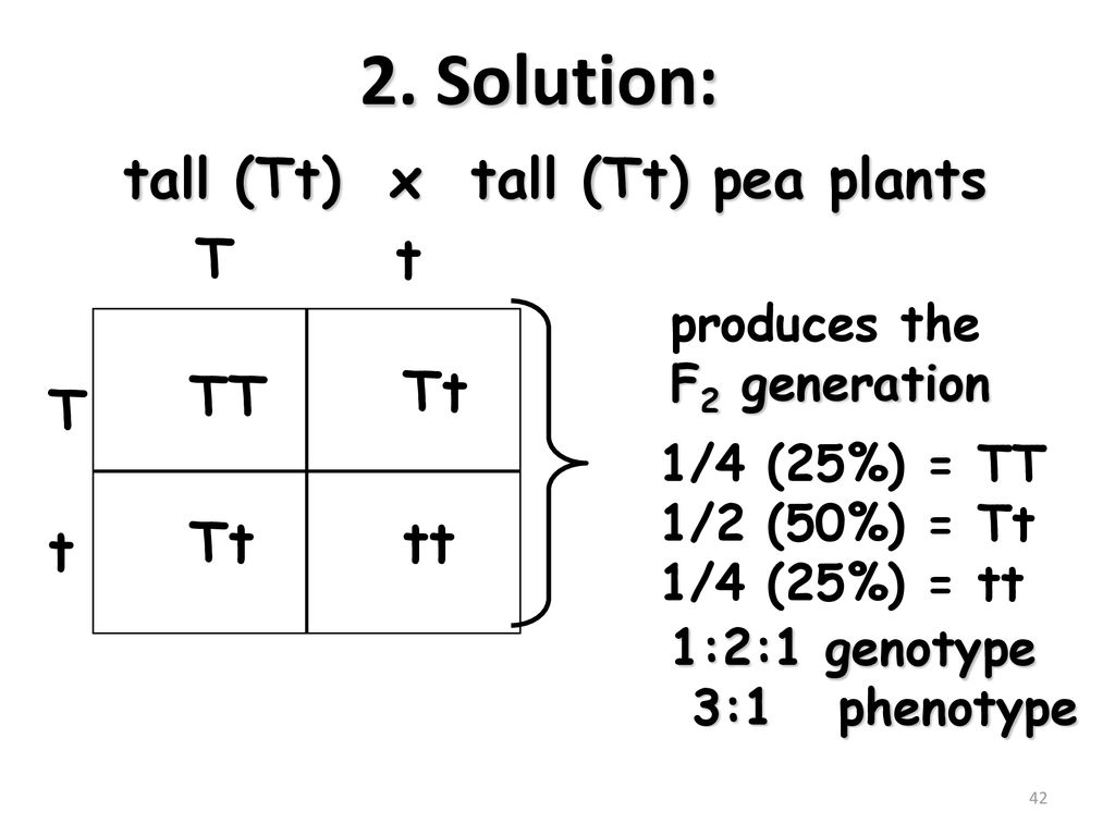 2. Solution: tall (Tt) x tall (Tt) pea plants T t TT Tt tt