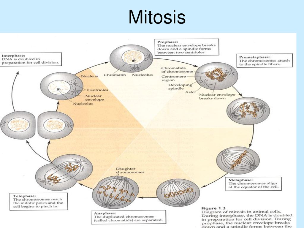 Mitosis Mitosis Is A Type Of Cell Division In Which A Daughter Cell Receives The Same Number Of Identical Chromosomes As The Parent Cell Mitosis Is Necessary Ppt Download