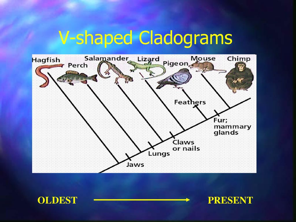 V-shaped Cladograms OLDEST PRESENT