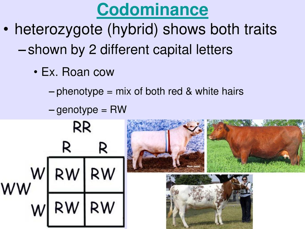 Unit 8: Genetics & Heredity Unit 9: Human Genetic Disorders Ch - ppt ...