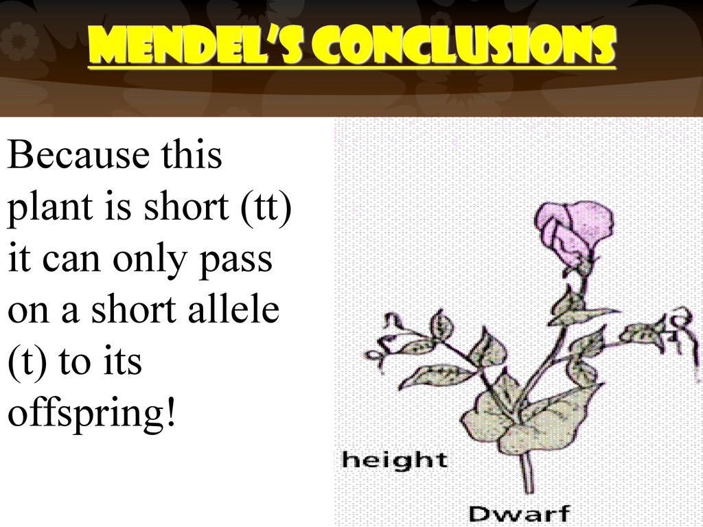 Mendel’s Conclusions Because this plant is short (tt) it can only pass on a short allele (t) to its offspring!
