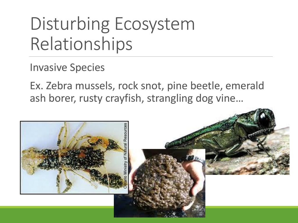 Disturbing Ecosystem Relationships