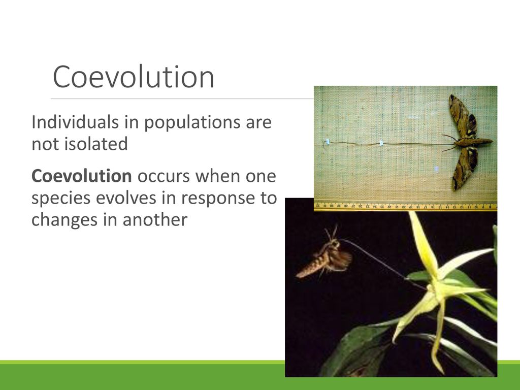 Coevolution Individuals in populations are not isolated