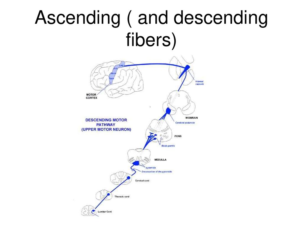 Aka Brainstem Ppt Download