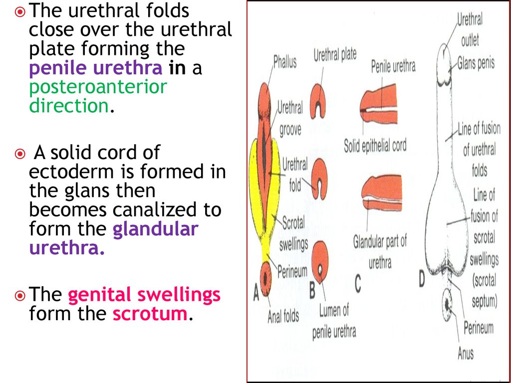 Development and anomalies of male and female external genitalia - ppt  download