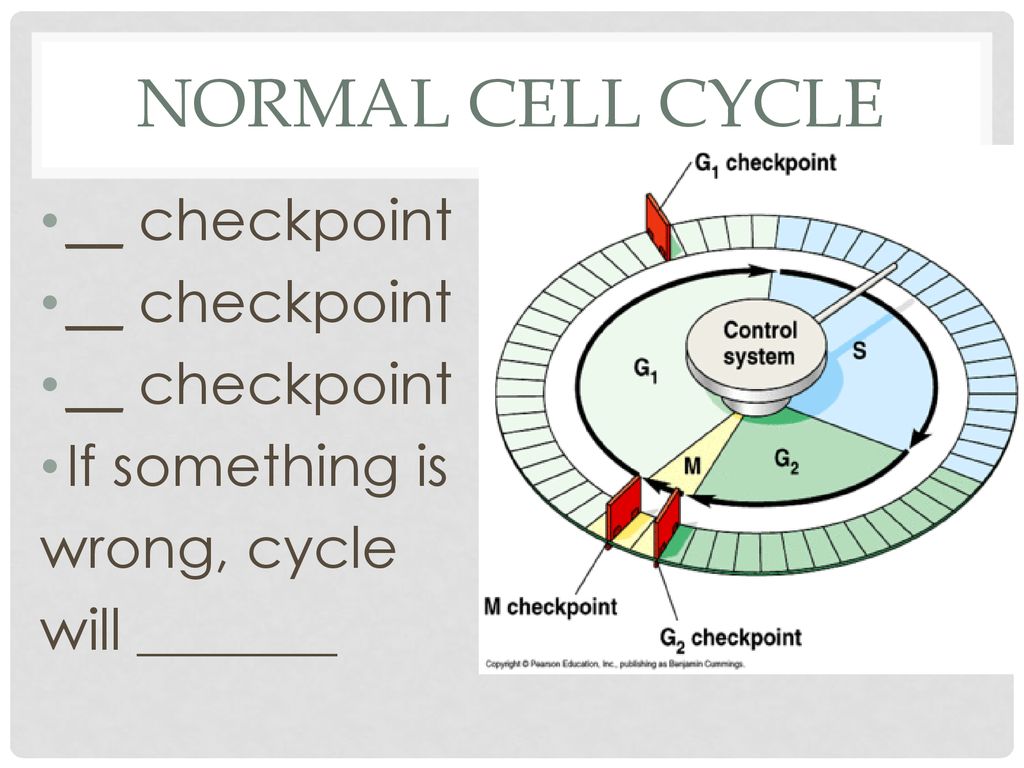 Normal Cell Cycle __ checkpoint If something is wrong, cycle