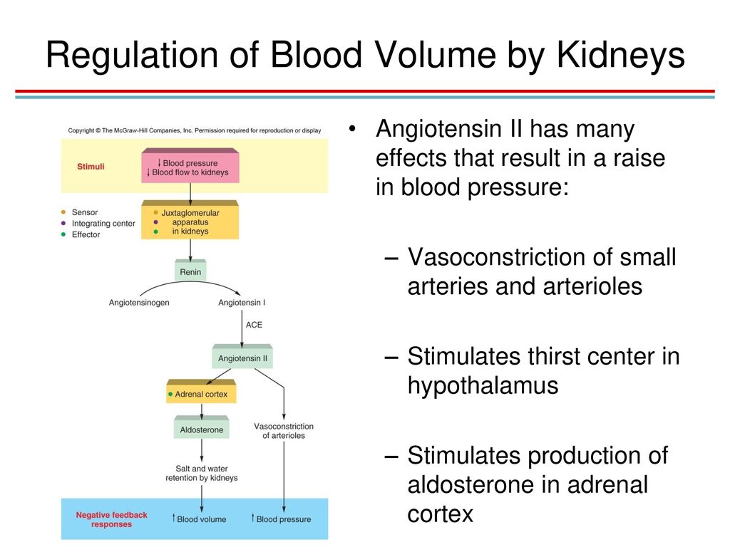 4BBY1060 - L19: Kidney Function III: Control of Blood Volume Flashcards