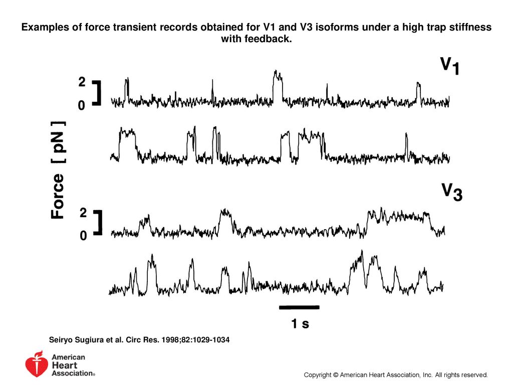Examples of force transient records obtained for V1 and V3 isoforms under a high trap stiffness with feedback.